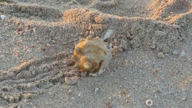 Бегающий крабик