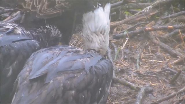 Decorah North Nest Eagles 20.05.2017 14:57. DN5 tried self-feeding with mantling смотреть онлайн