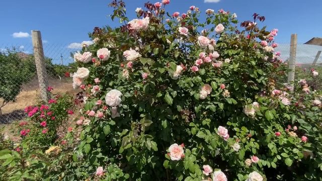 Плетистые Розы, обзор 21 сорта с характеристиками . Питомник Роз Аккиевых. смотреть онлайн