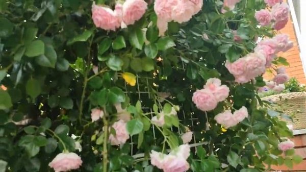 Цветение роз в средней полосе России 22 июня 2024г