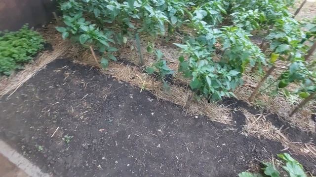 Поговорим о тле,  огурцах ,помидорах. Aphids, About Cucumbers, Tomatoes.#best #farming