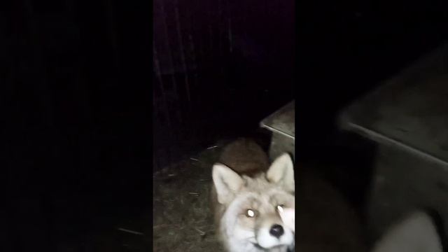 219. Маркиза - дневник приручения дикой лисы. The Marquise Is A Diary Of The Taming Of A Wild Fox.