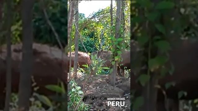 Tapir Amazonico смотреть онлайн