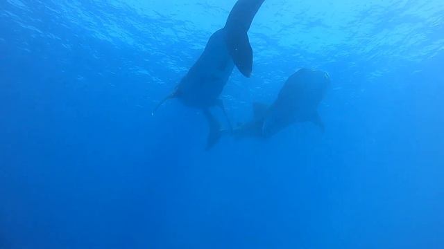 whale sharks on the kohala coast смотреть онлайн