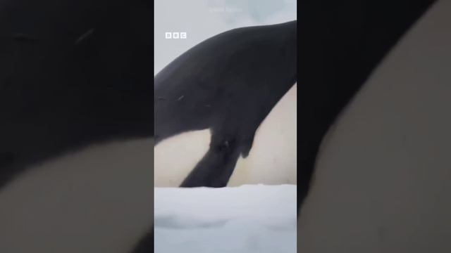 Orca vs Shark Fight By Wild Battles смотреть онлайн