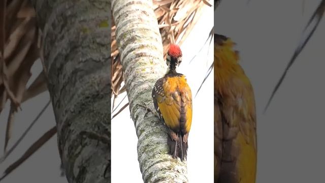 bird sound #birdvideos #wildlife #viral #shortvideo смотреть онлайн
