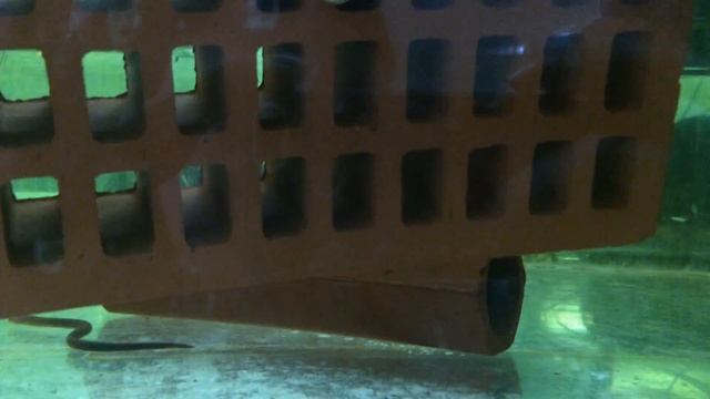SYBRANCHUS MARMORATUS ATINGA