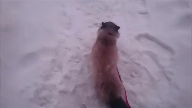 #Reality About Kittens And Cats. # Dimok For A Walk #Реалити про котят и кошек #Дымок на прогулке .