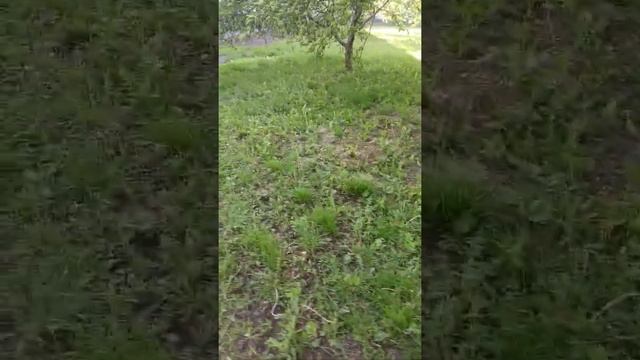 мы семя Авроама смотреть онлайн