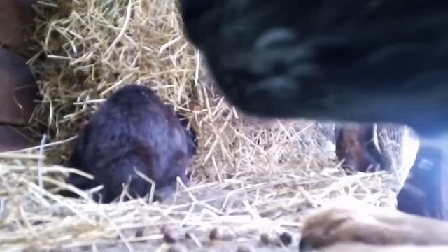 Выпал снег. Застрял кролик. смотреть онлайн