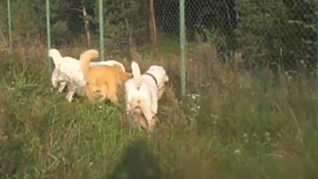 Aziat security )) смотреть онлайн