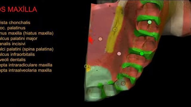 Kafa Kemikleri - 9 (OS MAXİLLA) смотреть онлайн