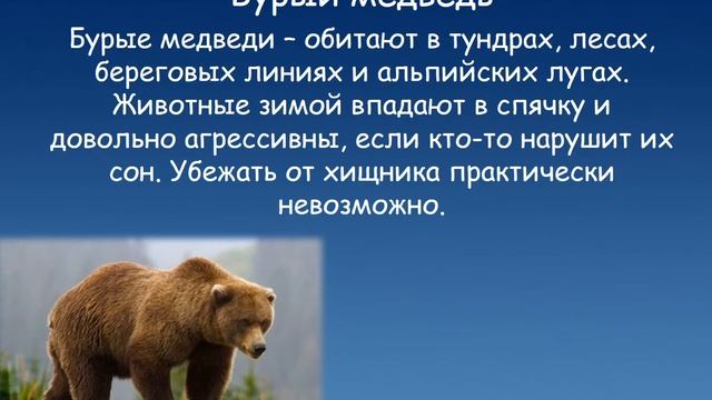 "Хит-парад дикой природы"-виртуальное знакомство смотреть онлайн