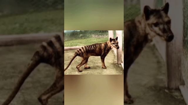 вымершие виды животных часть 2 смотреть онлайн