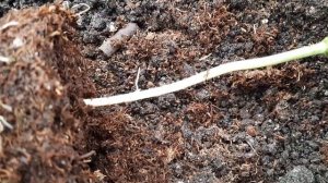 Доверяй, но проверяй. Дополнительные корни на стебле арбуза