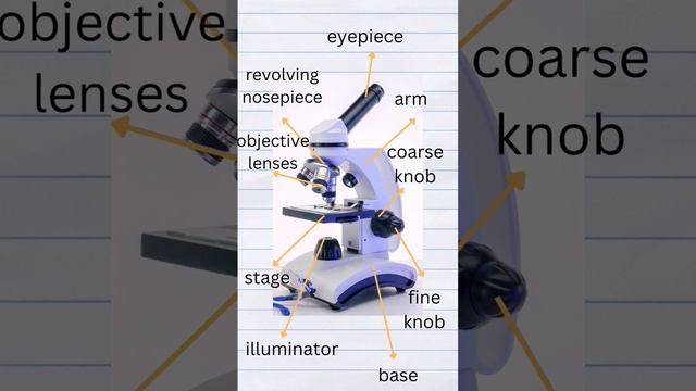 Parts Of The Microscope