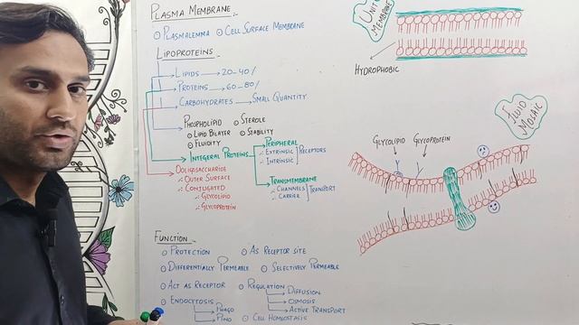 Cell Membrane | Plasma membrane смотреть онлайн