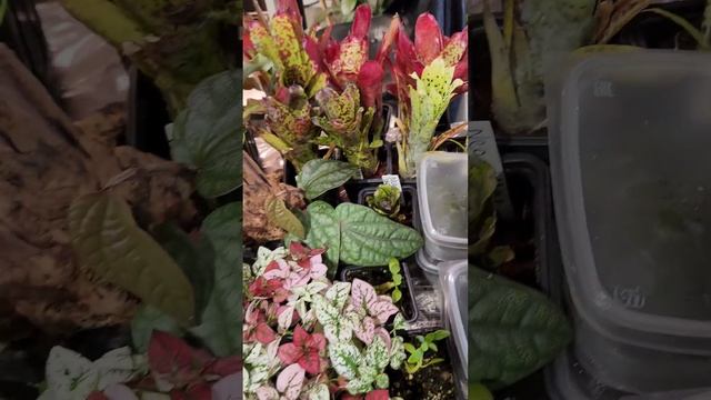 Ярмарка в GreenRare/Мои цветочные покупки.