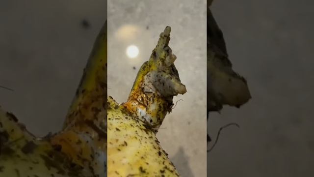 Подкинули ЖАБУ под дверь