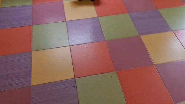 купить щенка в питомник для выставок и разведения ‼️ характер щенка 🐕 Кастропуло Крым чихуахуа смотреть онлайн