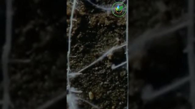 Как добиться мощной корневой системы у томатов! смотреть онлайн
