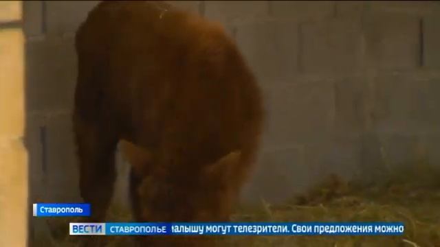 Плюшевые коровы поселились на Ставрополье смотреть онлайн
