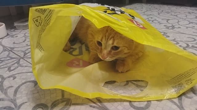 Кошка залезла в пакет. Рыжая кошка смотреть онлайн
