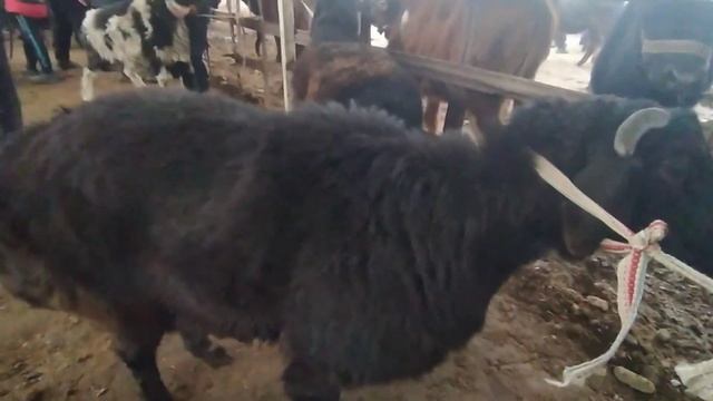 09.02.2023г Узбекистан асака пайшанба куй бозори бокма куй ва эна бола кузлар нархи бугунги бозор