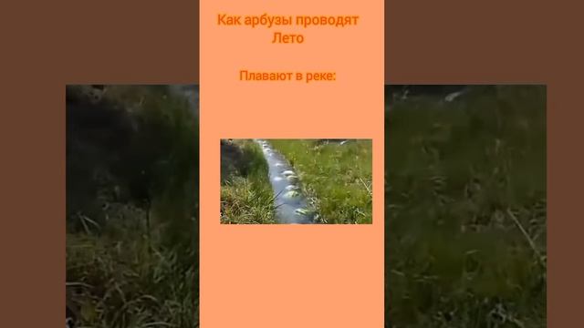 #мем#shorts#арбуз смотреть онлайн