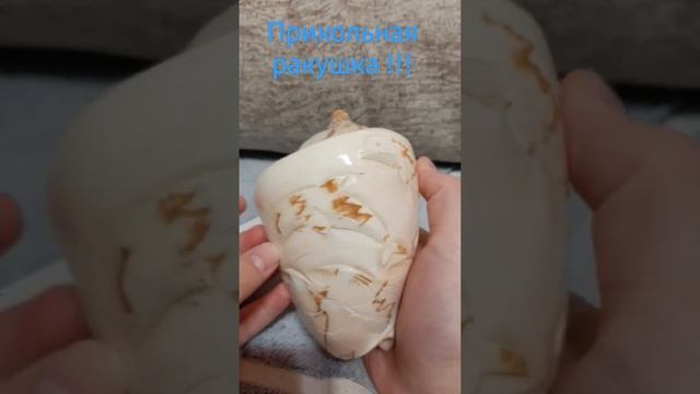 Вау прикольная ракушка