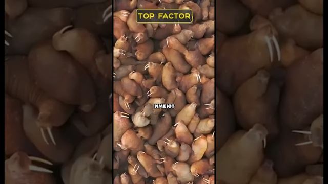 Клыки моржа-грозное оружие смотреть онлайн