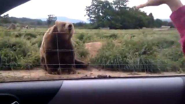 Привет, бро!