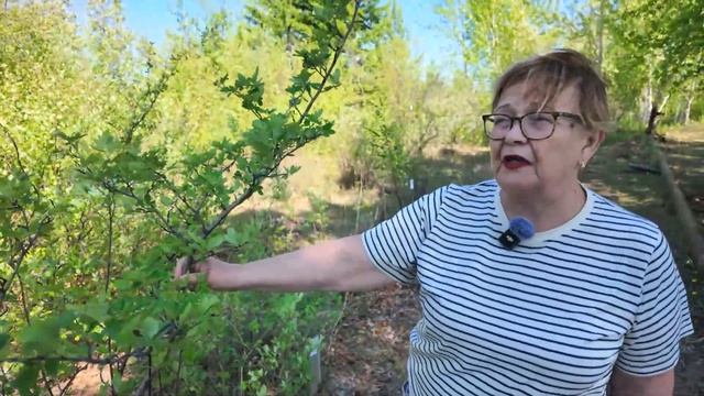 Озеленение Якутска - часть 1 смотреть онлайн