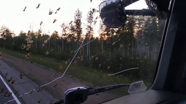Миграция насекомых