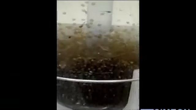 Инкубация икры смотреть онлайн