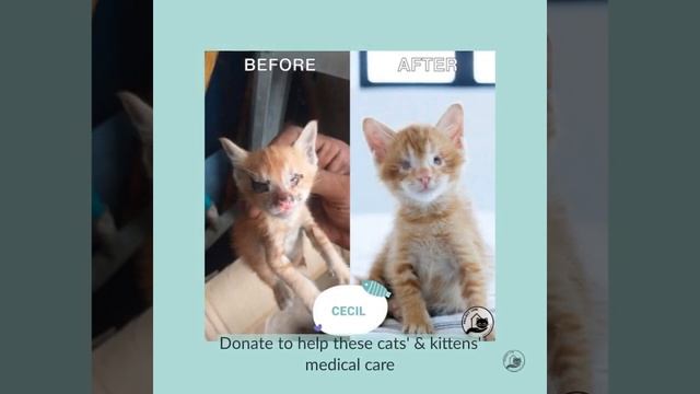 Project LUNI - Fostering Saves Lives Ad