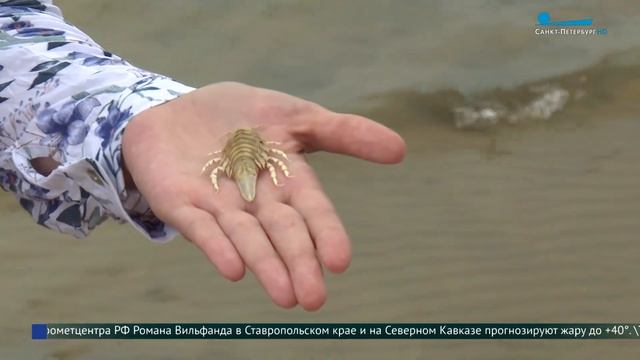 Встреча с морским тараканом на Финском заливе смотреть онлайн