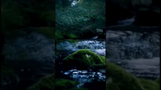 Волшебный лес. Дмитрий Шлапак смотреть онлайн