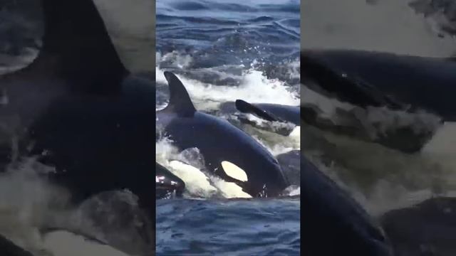 Cruel Marine Food Chain