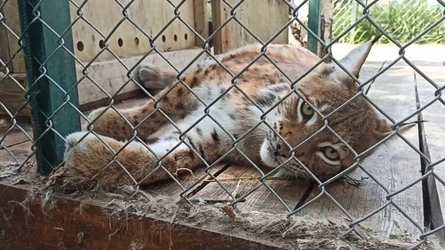 Ворчушка Соня🐱😍❤ СтпаусЗоо, Кумысное смотреть онлайн