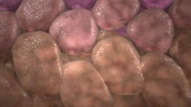 Human papillomavirus replication and cell cycle dysfunction смотреть онлайн