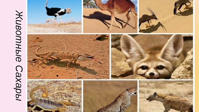 23 февраля 2022 г.(1)                                    ●  WESTERN EUROPE.  ЖИВОТЫЙ МИР.   PAI-54.