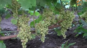 Виноград Тасон