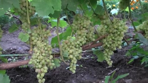 Виноград Тасон