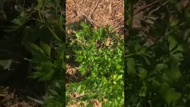 Что сажаем рядом с петрушкой Защита от морковной мухи смотреть онлайн