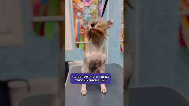 Красивее собаки вы не видели