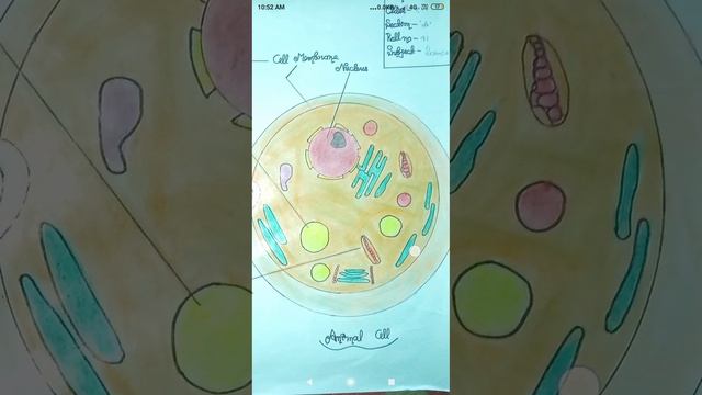 Plant And Animal Cell