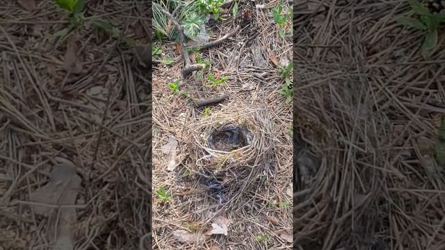 Гнездо в лесу