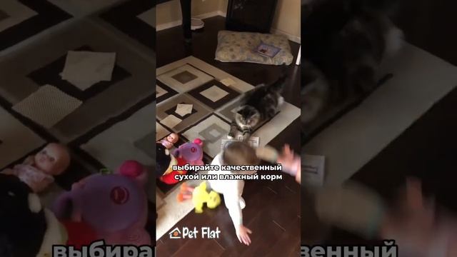 Чем кормить котиков? смотреть онлайн