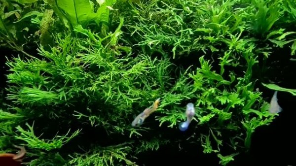 BEST Aquarium FILTER MEDIA? Unboxing Seachem de*nitrate